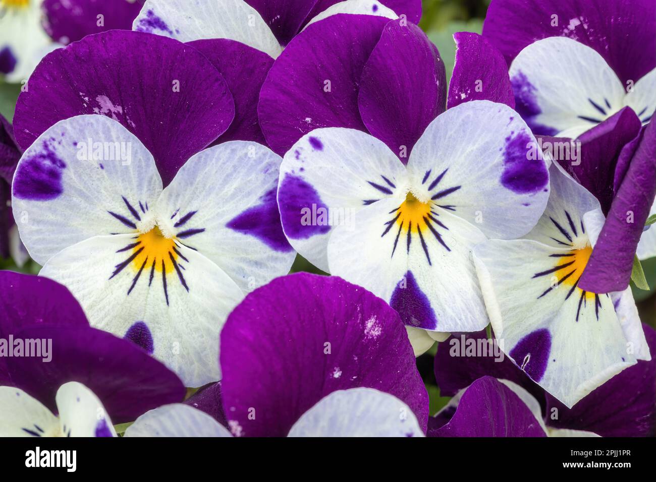 Fiori ibridi Viola che fioriscono in primavera Foto Stock