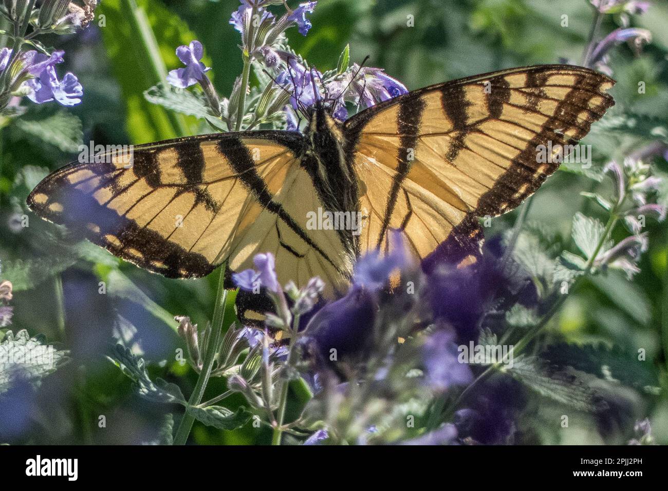 Una farfalla di coda di rondine della tigre Foto Stock
