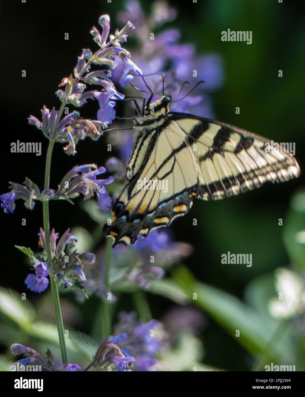 Una farfalla di coda di rondine della tigre Foto Stock