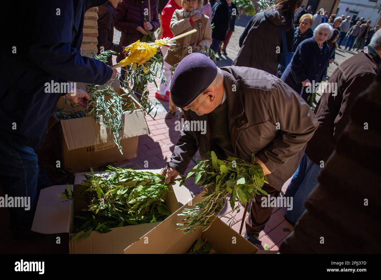 Un uomo raccoglie un ramo di alloro, presso la chiesa di San Lorenzo a Sahagún. La processione delle Palme rappresenta il passaggio di Gesù al suo trionfante ingresso a Gerusalemme. La processione ha girato le strade della città accompagnata da fedeli con bouquet e la band sinfonica della città. Credit: SOPA Images Limited/Alamy Live News Foto Stock