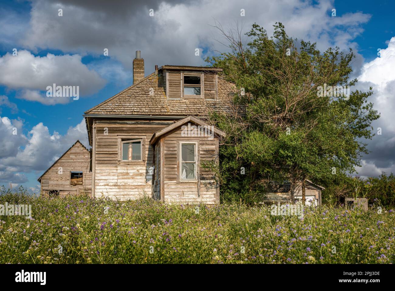 Casa abbandonata e fienile sulle praterie in Saskatchewan, Canada con l'erba medica in primo piano Foto Stock