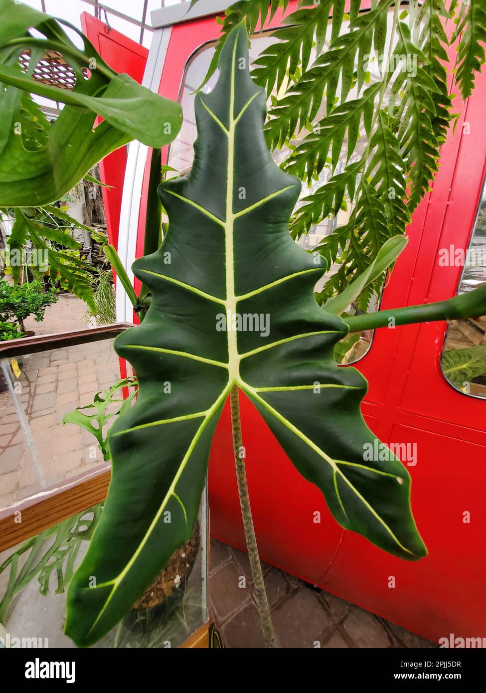 Primo piano di una bella foglia verde di Alocasia Sarian Foto Stock