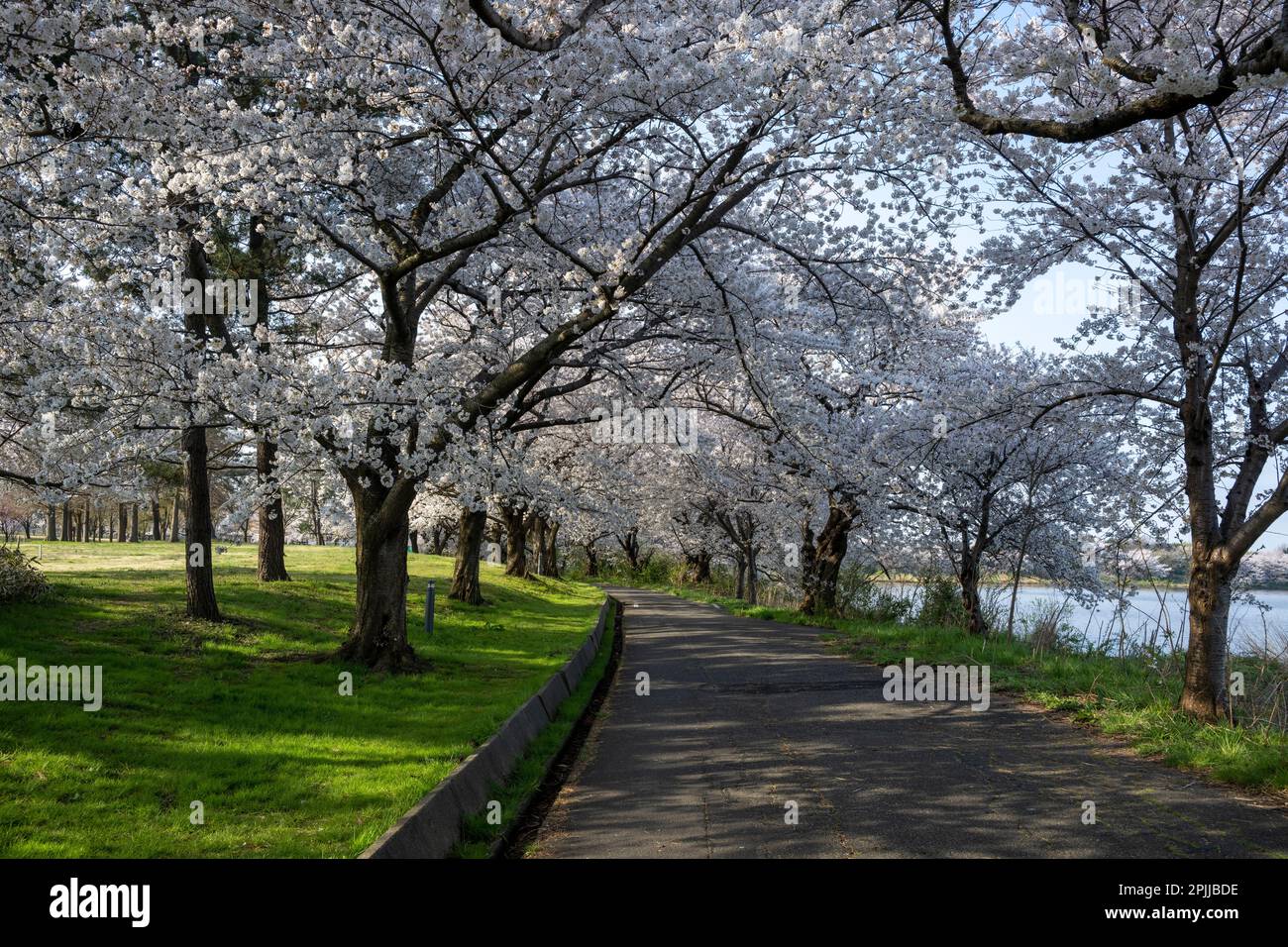 I bellissimi vecchi alberi di ciliegio che fiancheggiano il passaggio a Toyano Lagoon, Niigata City, Giappone. Foto Stock