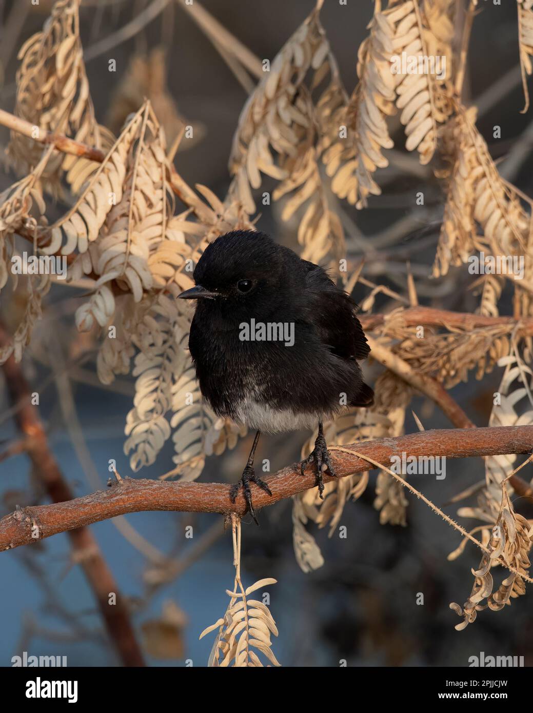 Chiatta di cespuglio di pied (Saxicola caprata) osservata vicino a Nalsarovar nel Gujarat, India Foto Stock