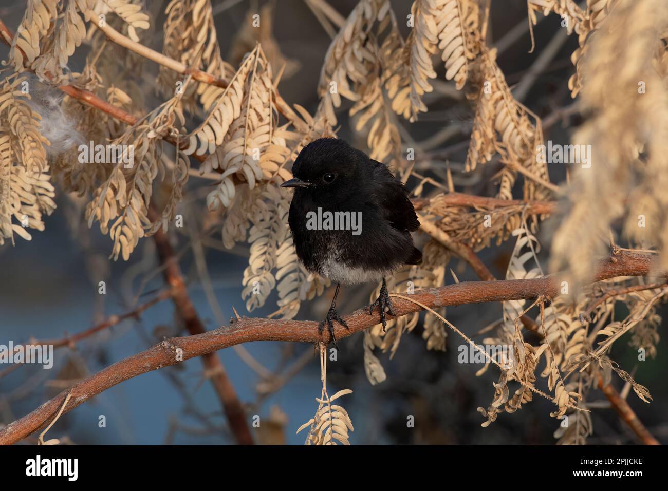 Chiatta di cespuglio di pied (Saxicola caprata) osservata vicino a Nalsarovar nel Gujarat, India Foto Stock