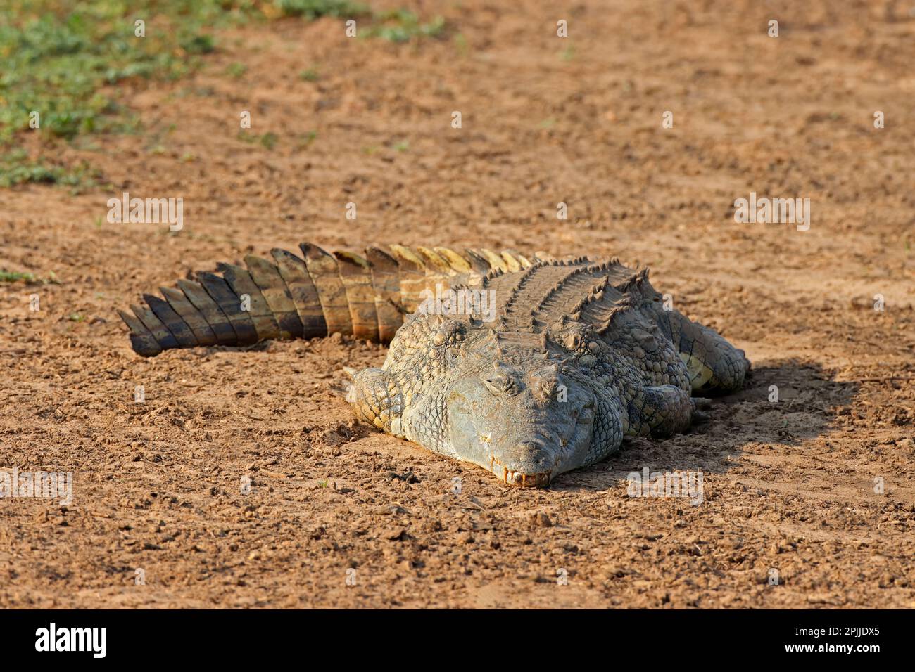 Un coccodrillo del Nilo (Crocodylus niloticus) basking, Kruger National Park, Sud Africa Foto Stock