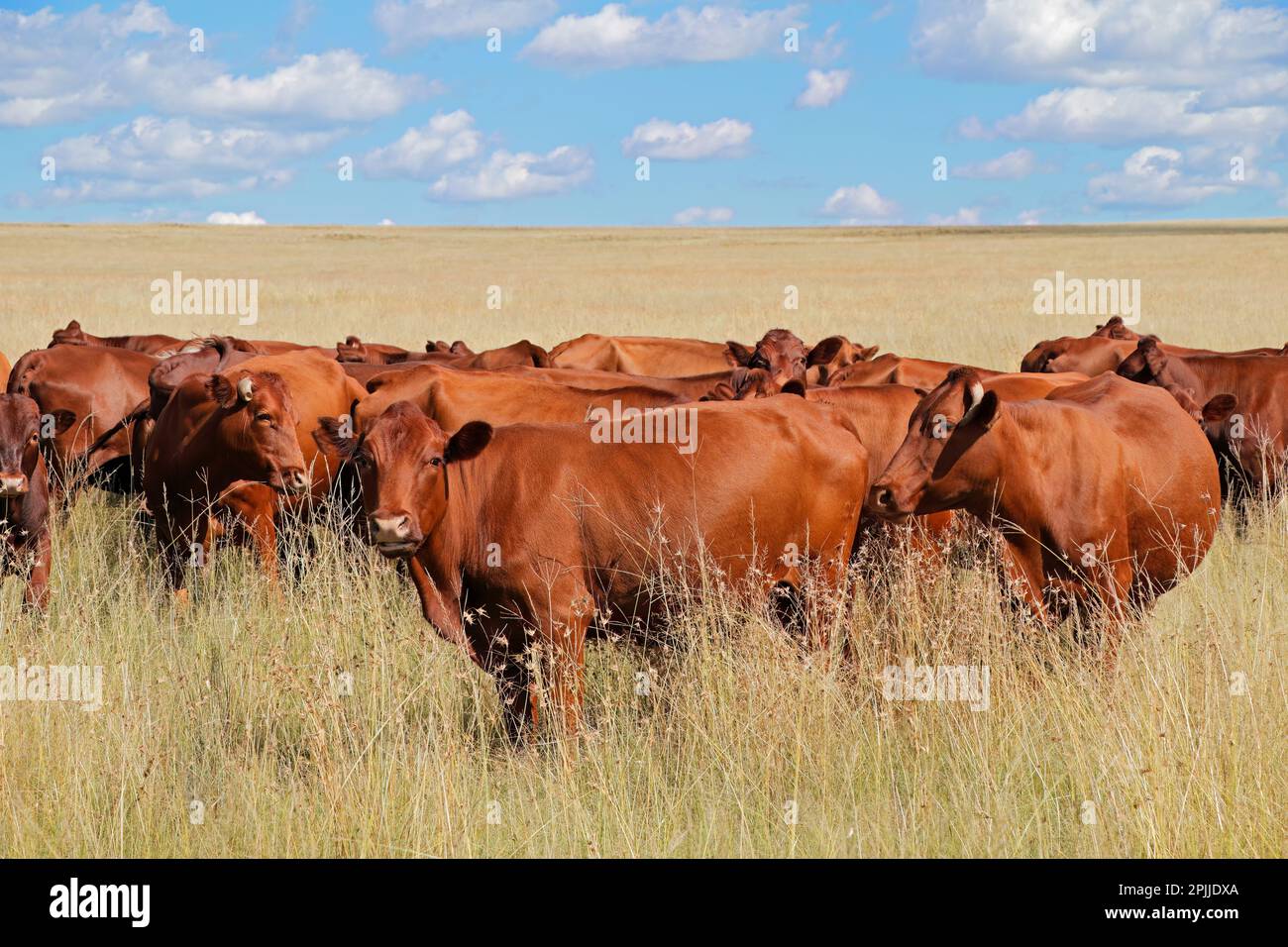 Mandria di bovini da allevamento in prateria in un'azienda agricola, in Sudafrica Foto Stock