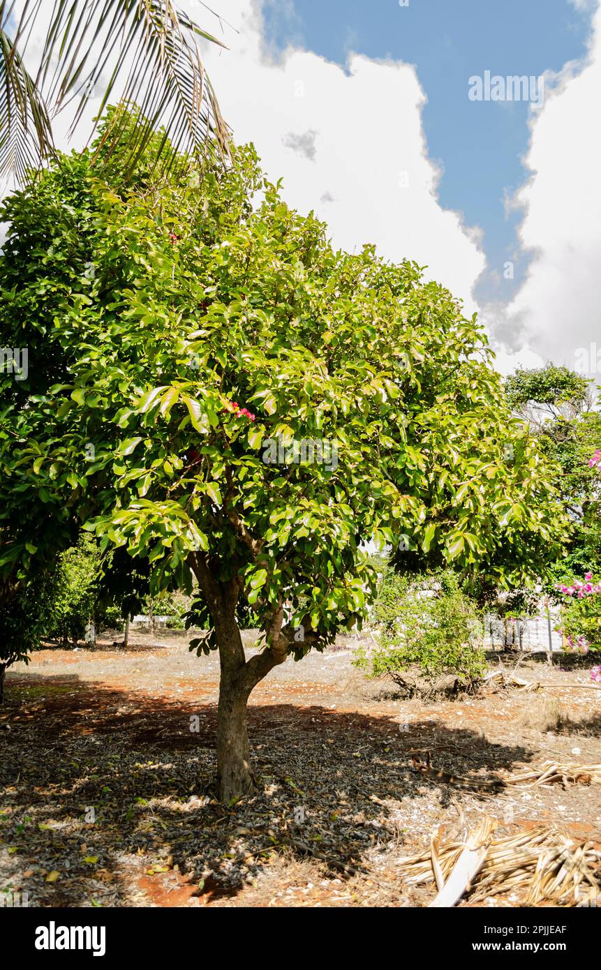 Otaheite Apple Tree Foto Stock