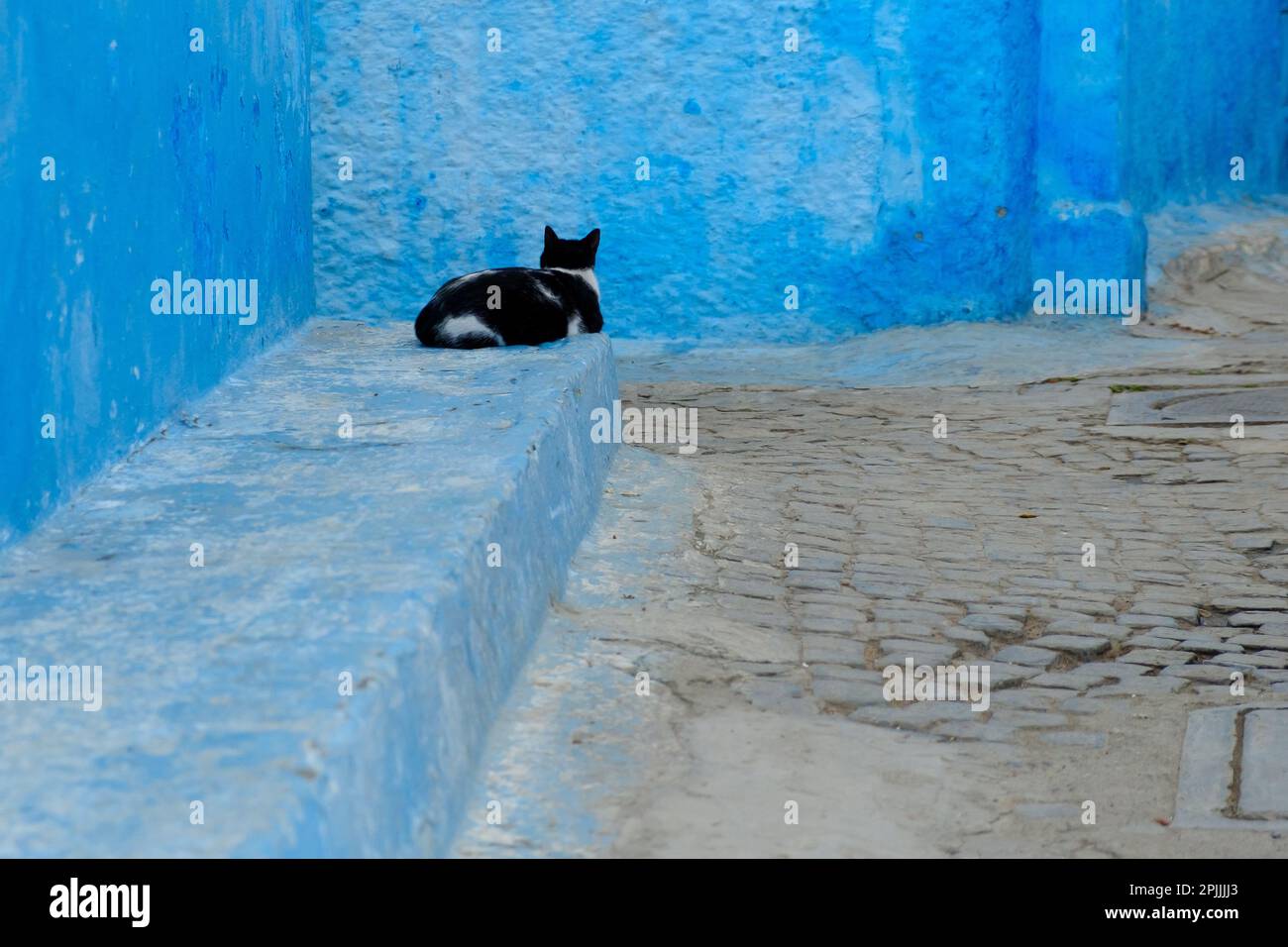 Vista di un singolo gatto nero seduto accanto a una parete blu nella famosa zona di Kasbah a Rabat Marocco Foto Stock