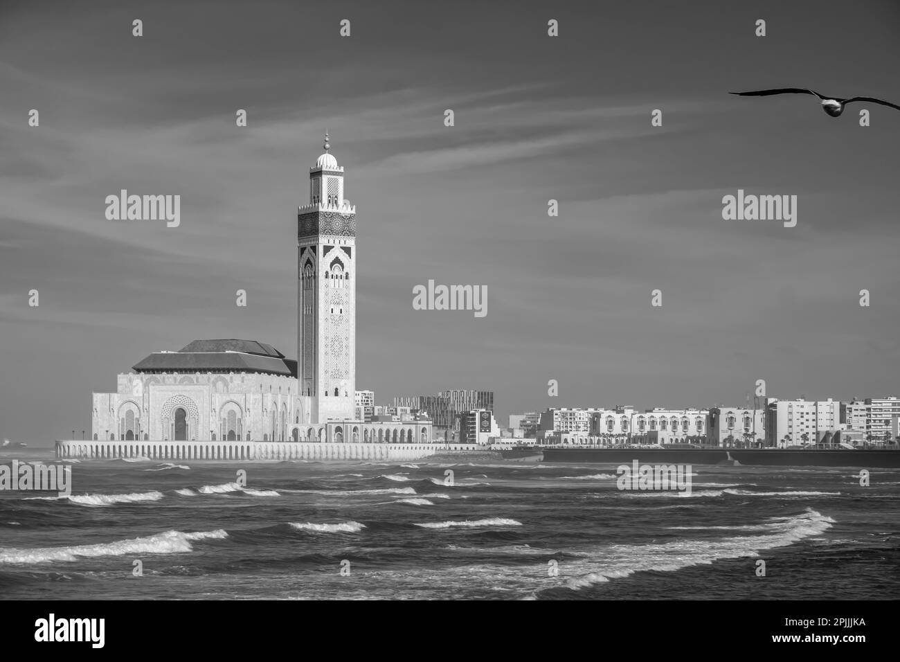Vista della bellissima moschea Hassan 2 e di un gabbiano che vola a Casablanca in Marocco in bianco e nero Foto Stock