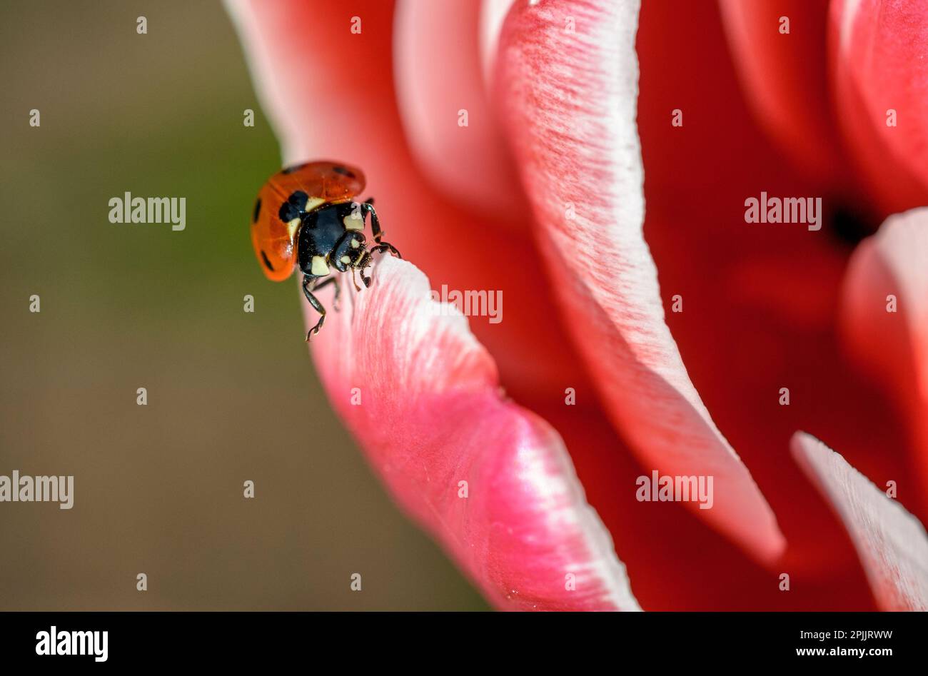 Coccinella Foto Stock