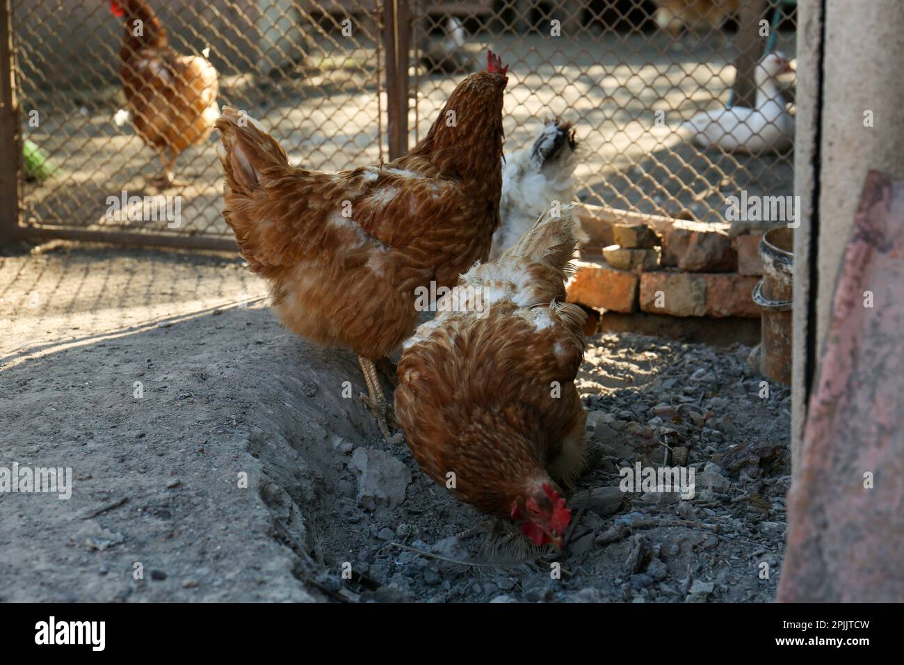 Due belle galline in cortile. Animali domestici Foto Stock