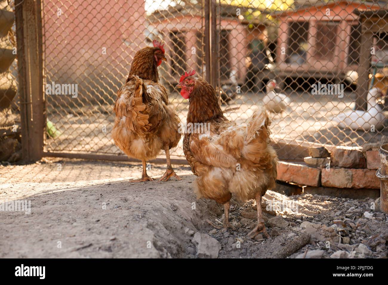 Due belle galline in cortile. Animali domestici Foto Stock