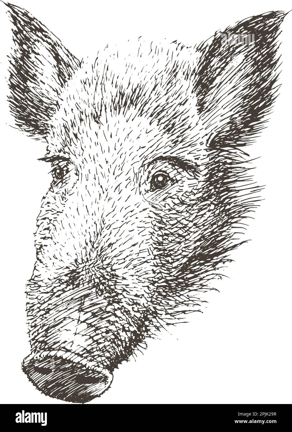 Cinghiale o maiale selvatico, disegnato a mano, illustrazione vettoriale Illustrazione Vettoriale