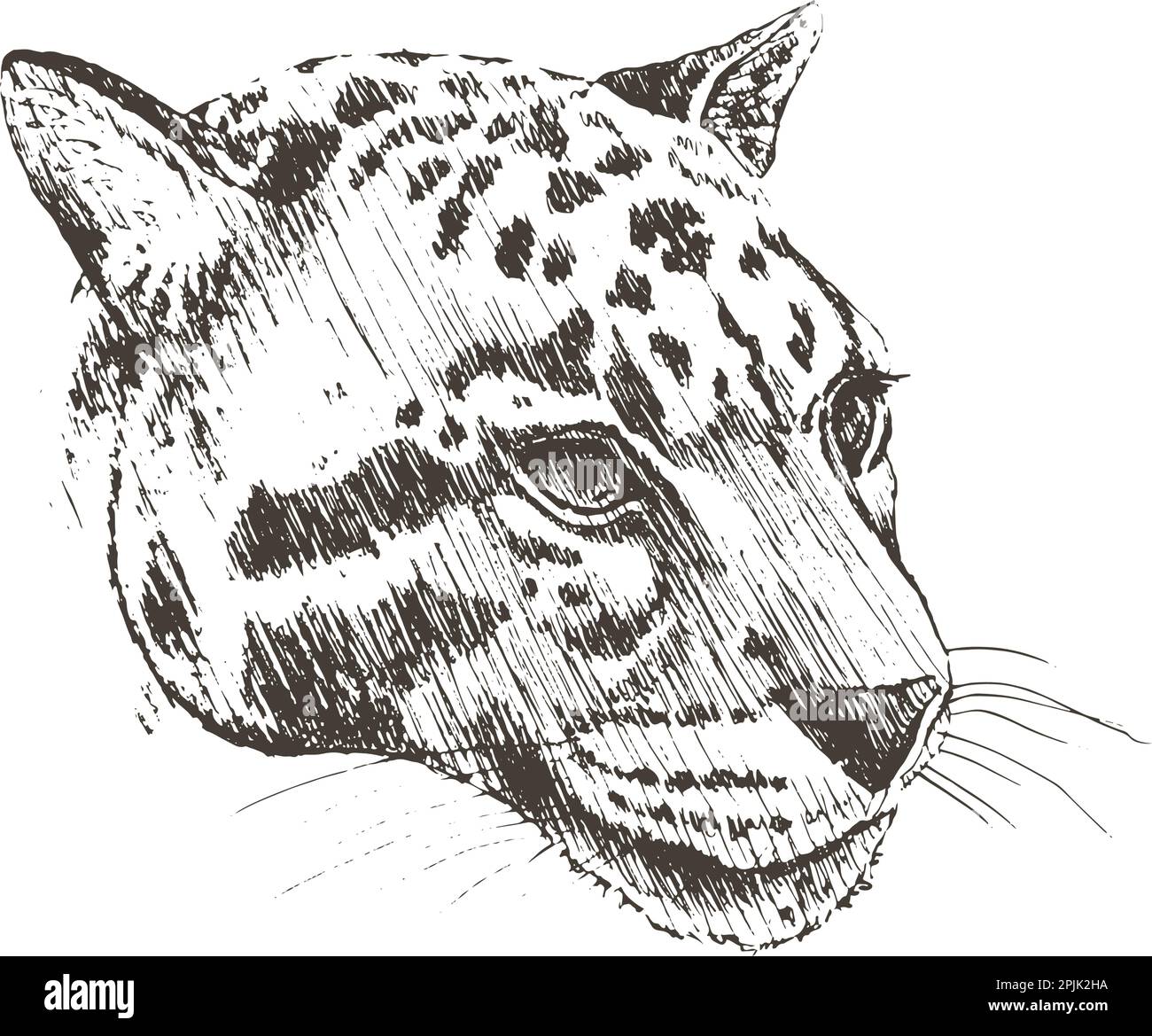 Jaguar, leopard, pantera, disegno a mano, illustrazione vettoriale Illustrazione Vettoriale