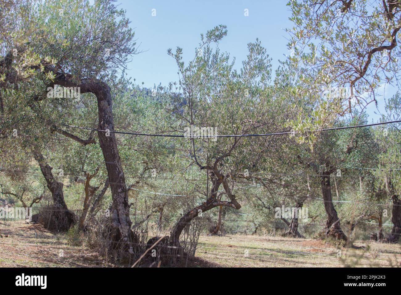 Sistema di irrigazione in oliveto. Innaffiatura tubi di plastica posti su alto e appesi su rami Foto Stock