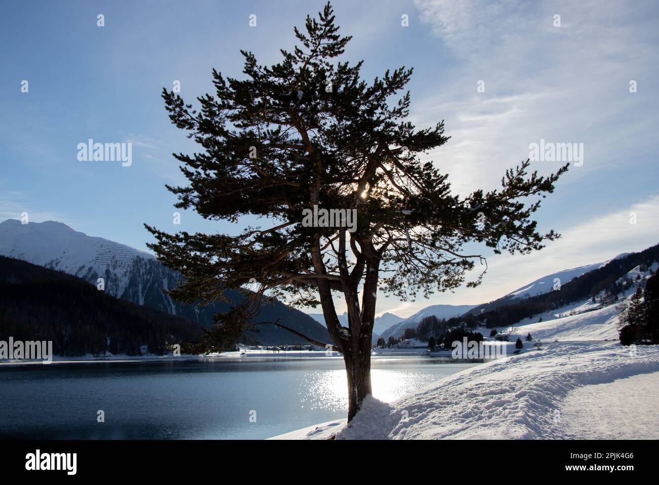 Un albero maestoso in primo piano con basse nevicate sullo sfondo. Foto Stock