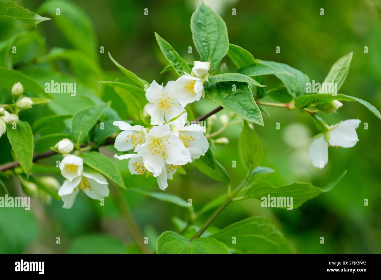 Philadelphus Kasia, simil arancione Kasia, fiori bianchi all'inizio dell'estate Foto Stock