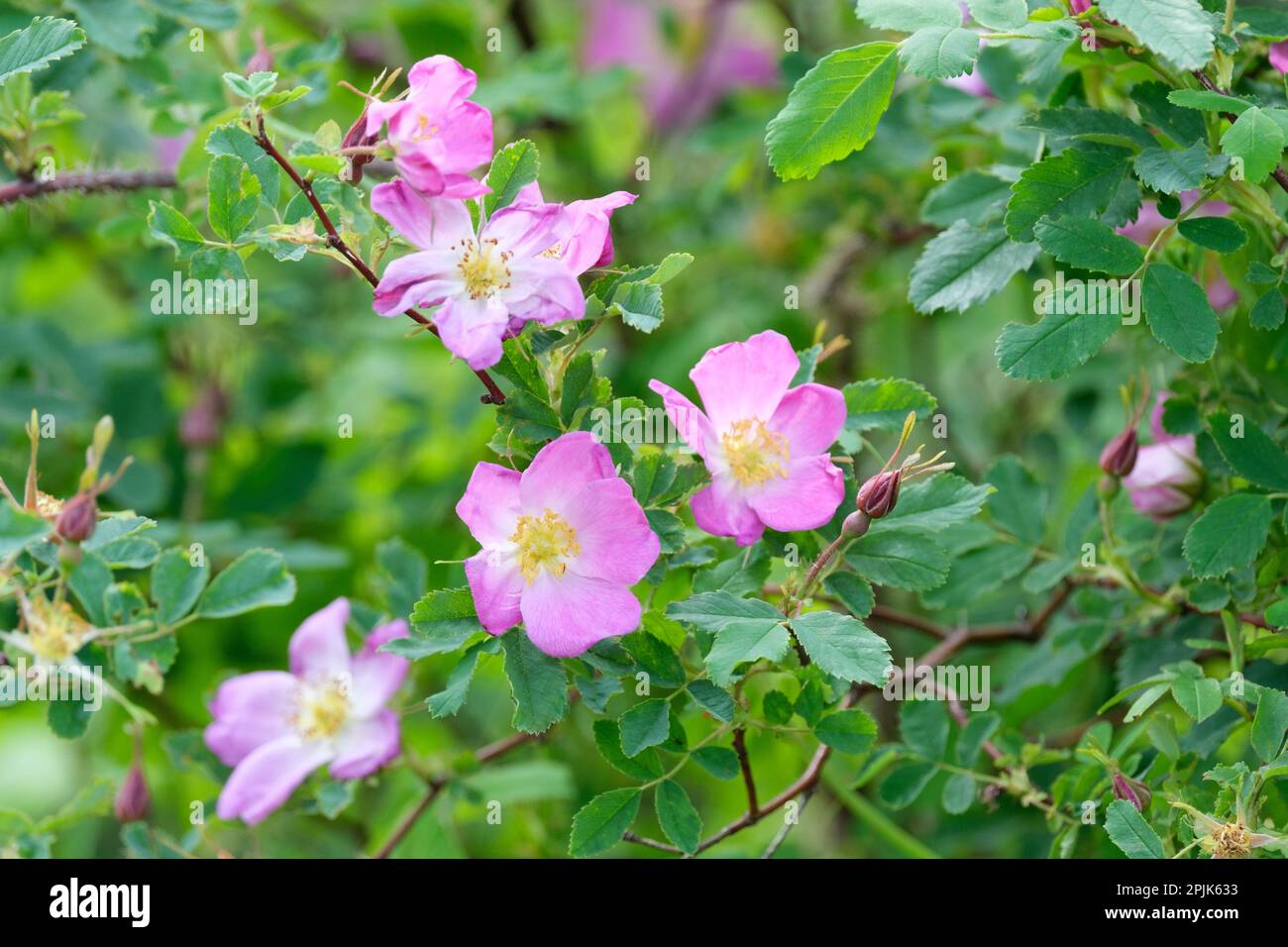 Rosa acicularis, rosa prickly selvaggio, arbusto deciduo con fiori rosa singoli Foto Stock