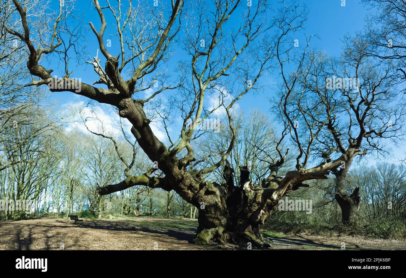 'Vecchio knobbly' è un antico albero di quercia di 800 anni nel villaggio di Mistley, Essex, Regno Unito Foto Stock