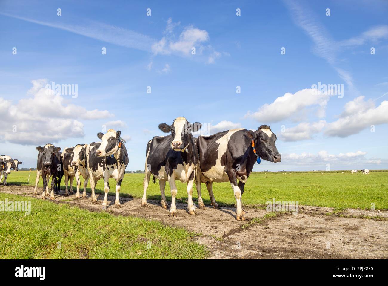 Camminare mucche in un campo, avvicinandosi in arrivo su un sentiero felice e gioioso e un cielo blu, una vista panoramica ampia Foto Stock