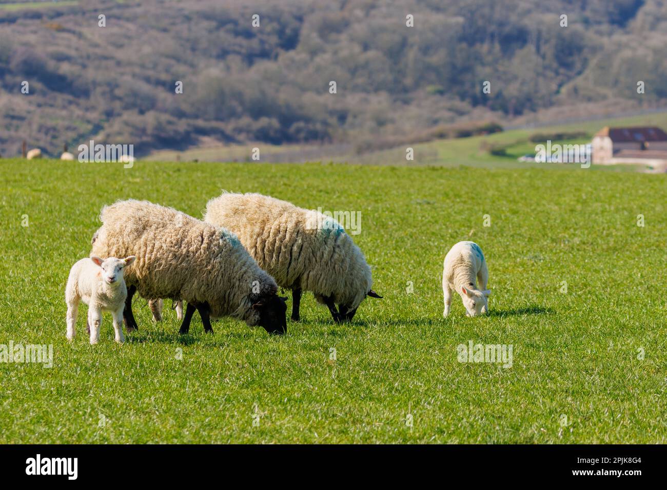 Molle agnelli e pecora nella campagna del Sussex, Regno Unito Foto Stock