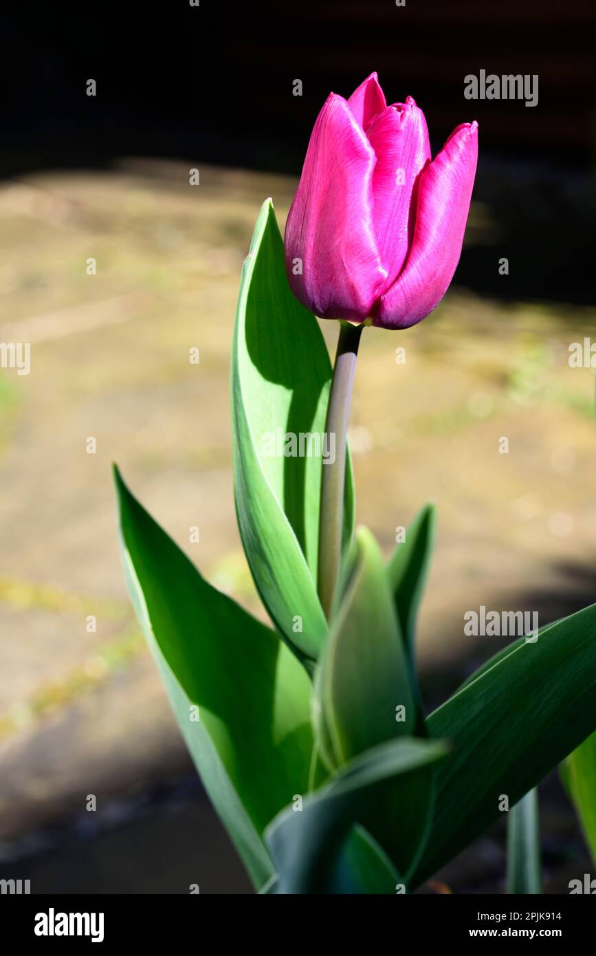 Tulipani Veri In Vaso Ceramica - Pianta Bulbosa Con Fiori, Ideale Per Giardino O Interni - Foto 3