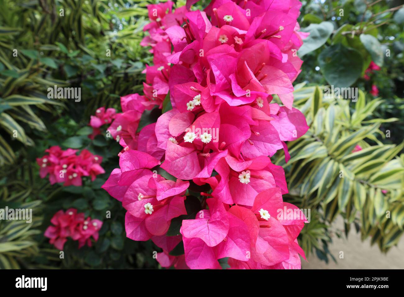 Primo piano del gruppo di fiori viola di Bougainvillea (Bougainvillea spectabilis) con i piccoli fiori bianchi all'interno del giardino. Foto Stock