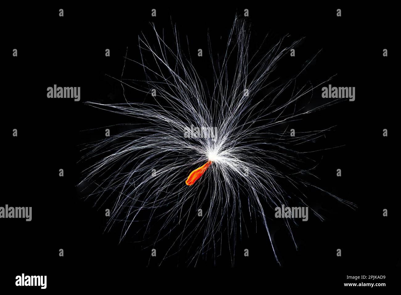 Vista in primo piano del singolo seme disparsale del vento o del seme volante o del seme paracadute volante di piante selvatiche su sfondo nero. Foto Stock