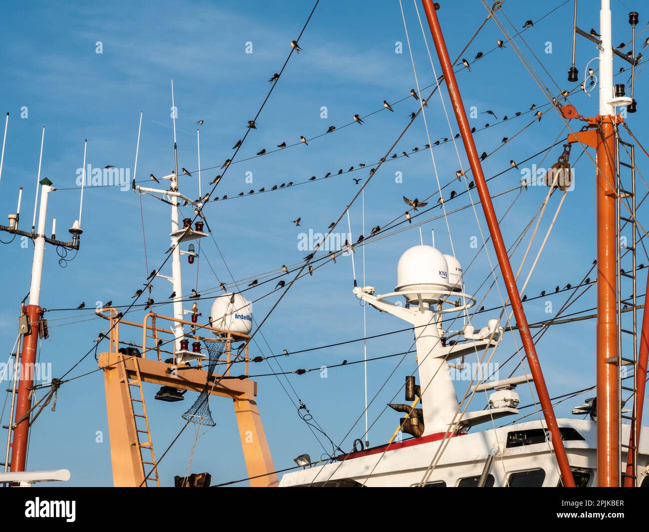 Gruppo di fienile, Hirundo rustica, raccogliere su linee di barche da pesca nel porto, Den Oever, Olanda del Nord, Paesi Bassi Foto Stock
