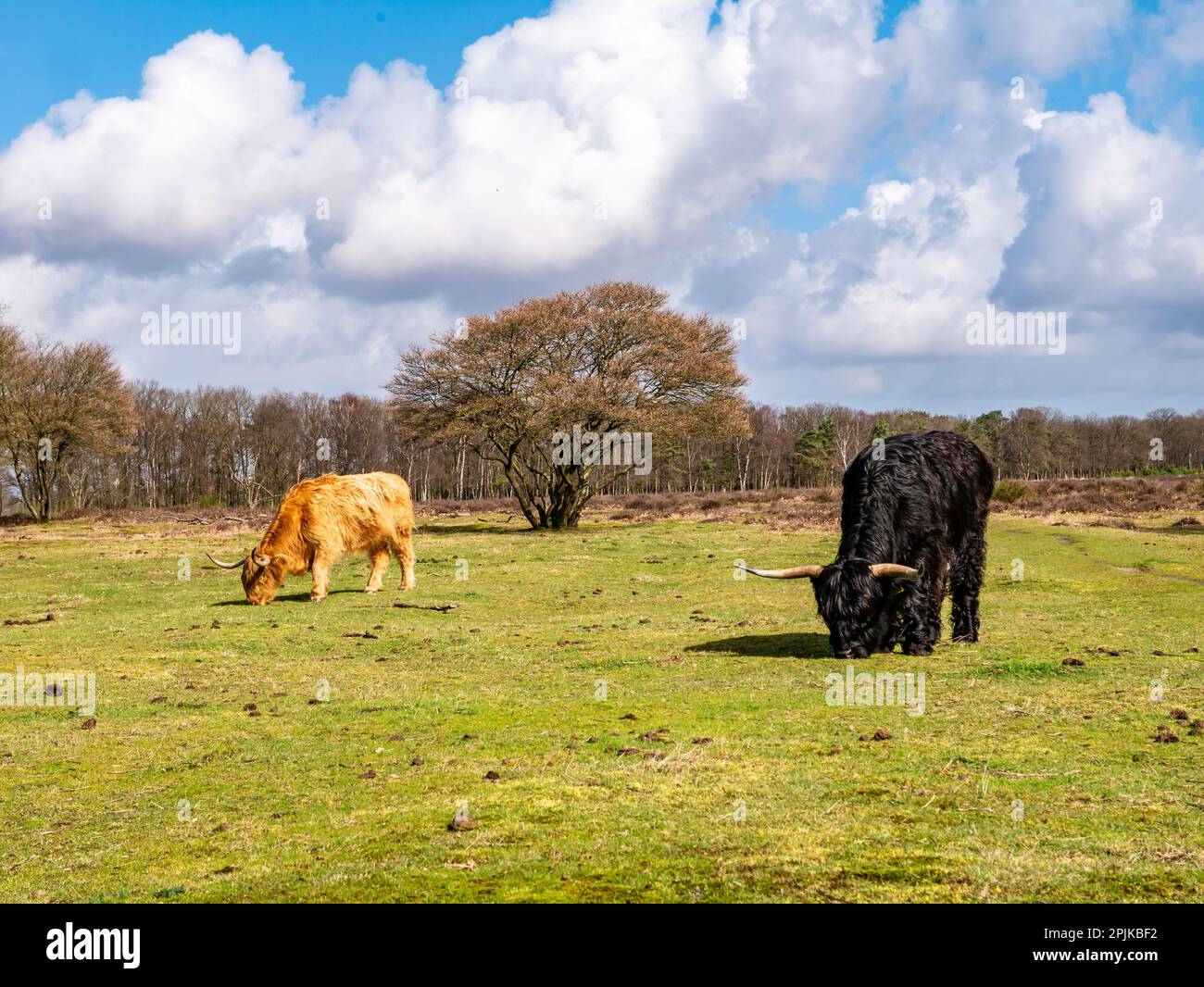 Mucche scozzesi con capelli lunghi e corna pascolo erba nella riserva naturale Westerheide vicino Hilversum, het Gooi, Paesi Bassi Foto Stock