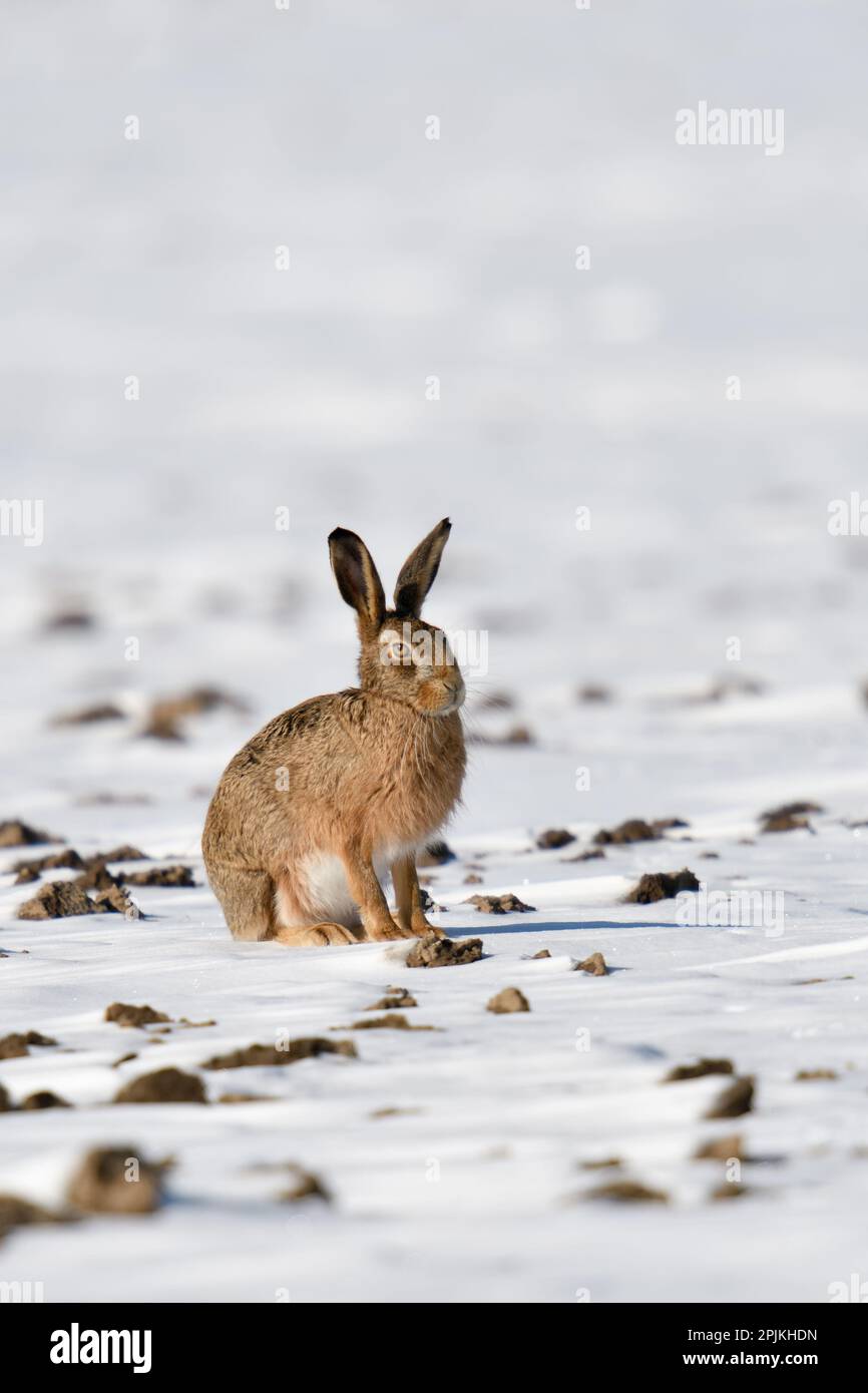 coniglietto intelligente... Lepre europea ( Lepus europaeus ) su un campo nella neve Foto Stock