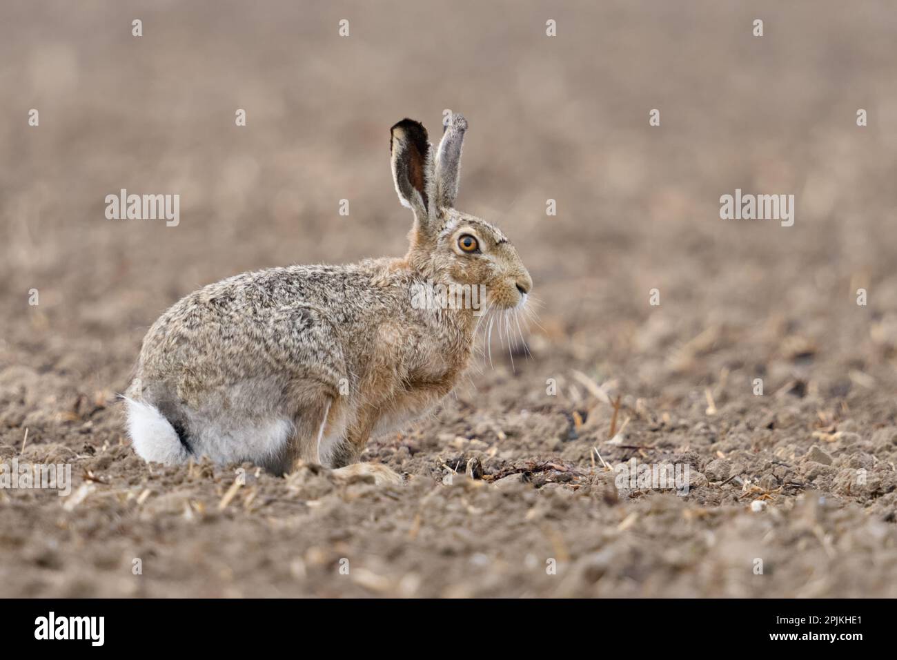 ben mimetizzazione... Lepri europee ( Lepus europaeus ) su un campo appena coltivato Foto Stock