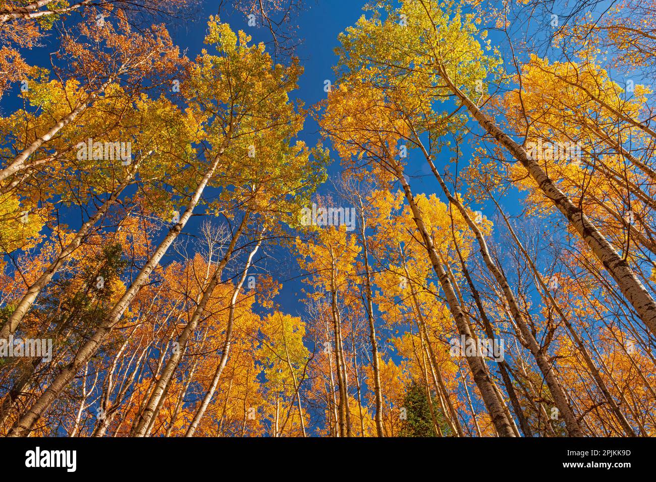 Canada, Manitoba, Duck Mountain Provincial Park. Foglie di Aspen giallo in autunno. Foto Stock