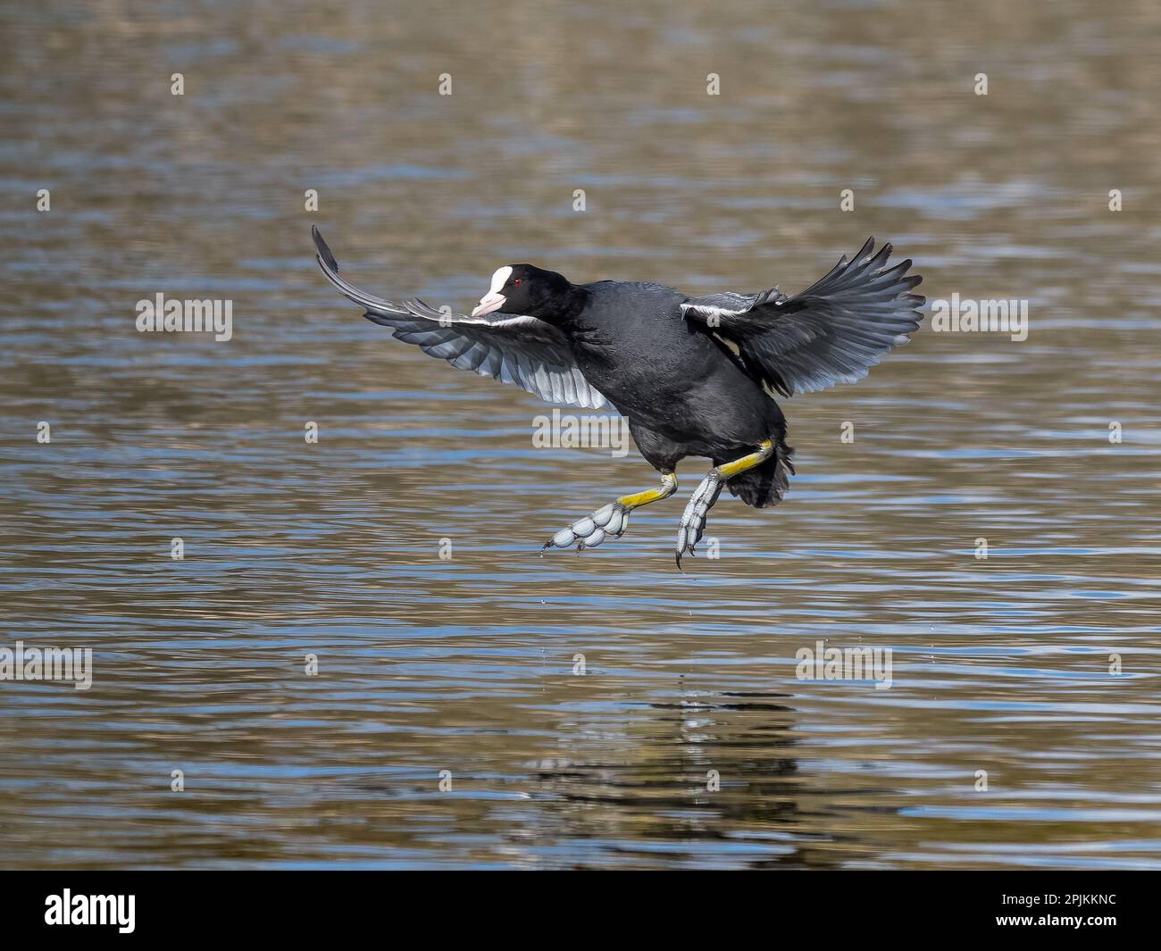 Coot arriva a terra - Action Shot Foto Stock