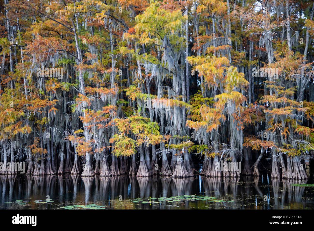 Cipressi calvo e gigli d'acqua a Caddo Lake, Texas Foto Stock