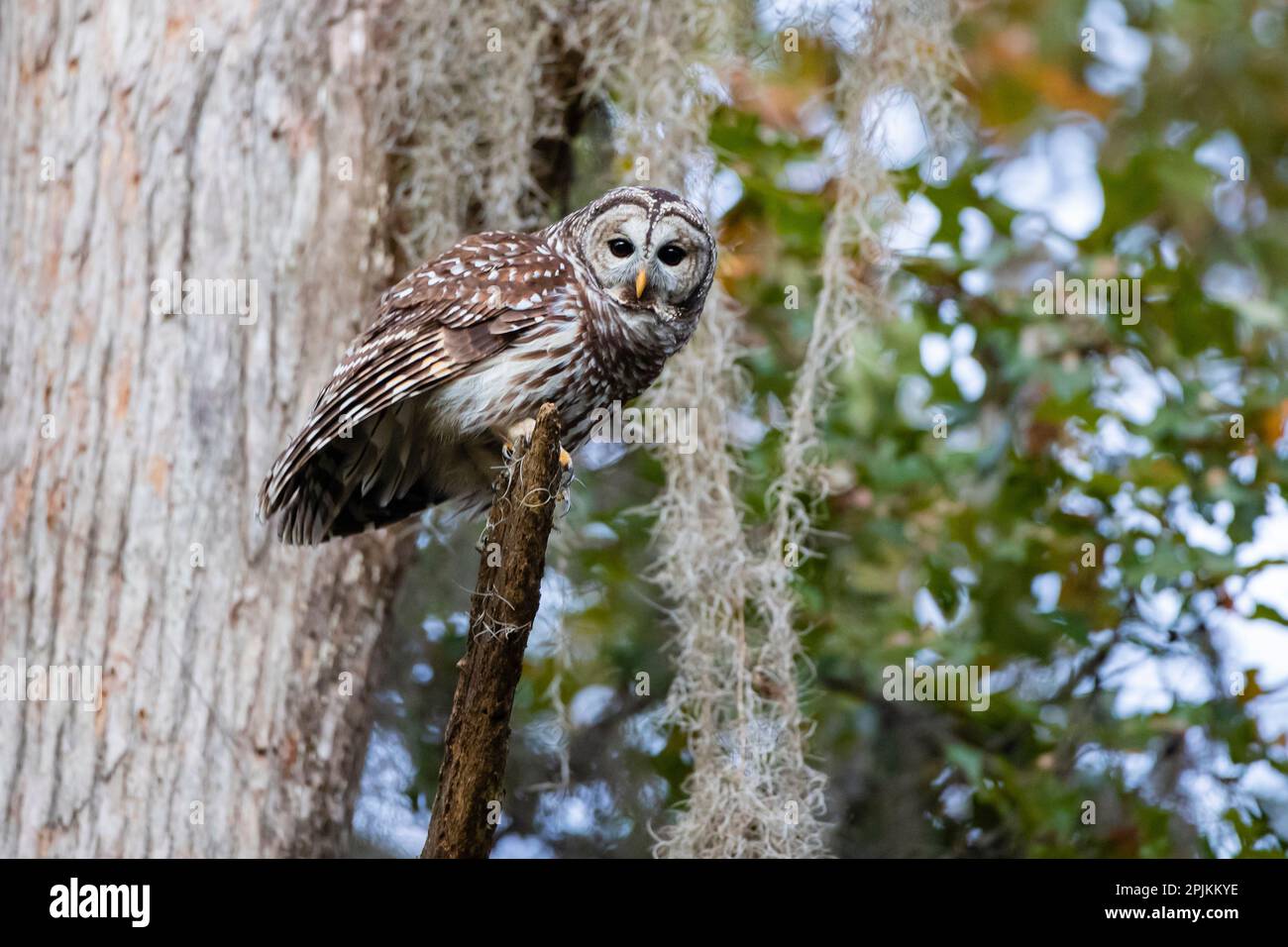 Gufo arroccato in una foresta calva di cipressi con muschio spagnolo Foto Stock