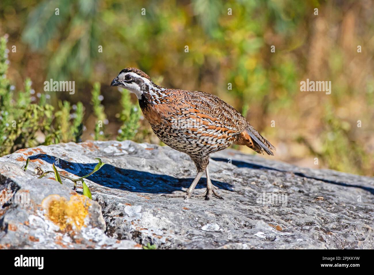 Maschio bobwhite settentrionale sulla roccia Foto Stock