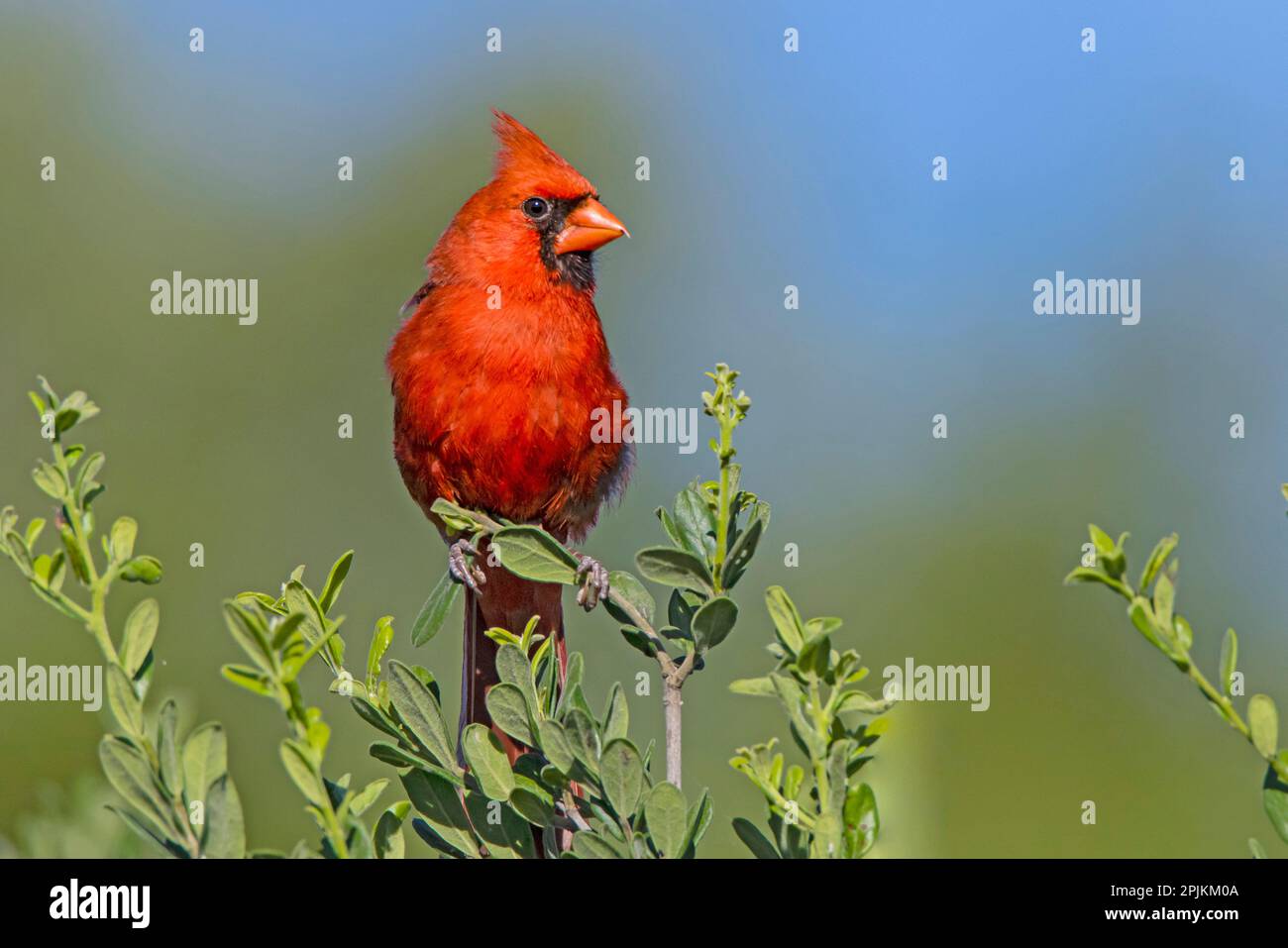 cardinale settentrionale, maschio arroccato nel Texas Persimmon Bush, Texas sud-occidentale. Foto Stock