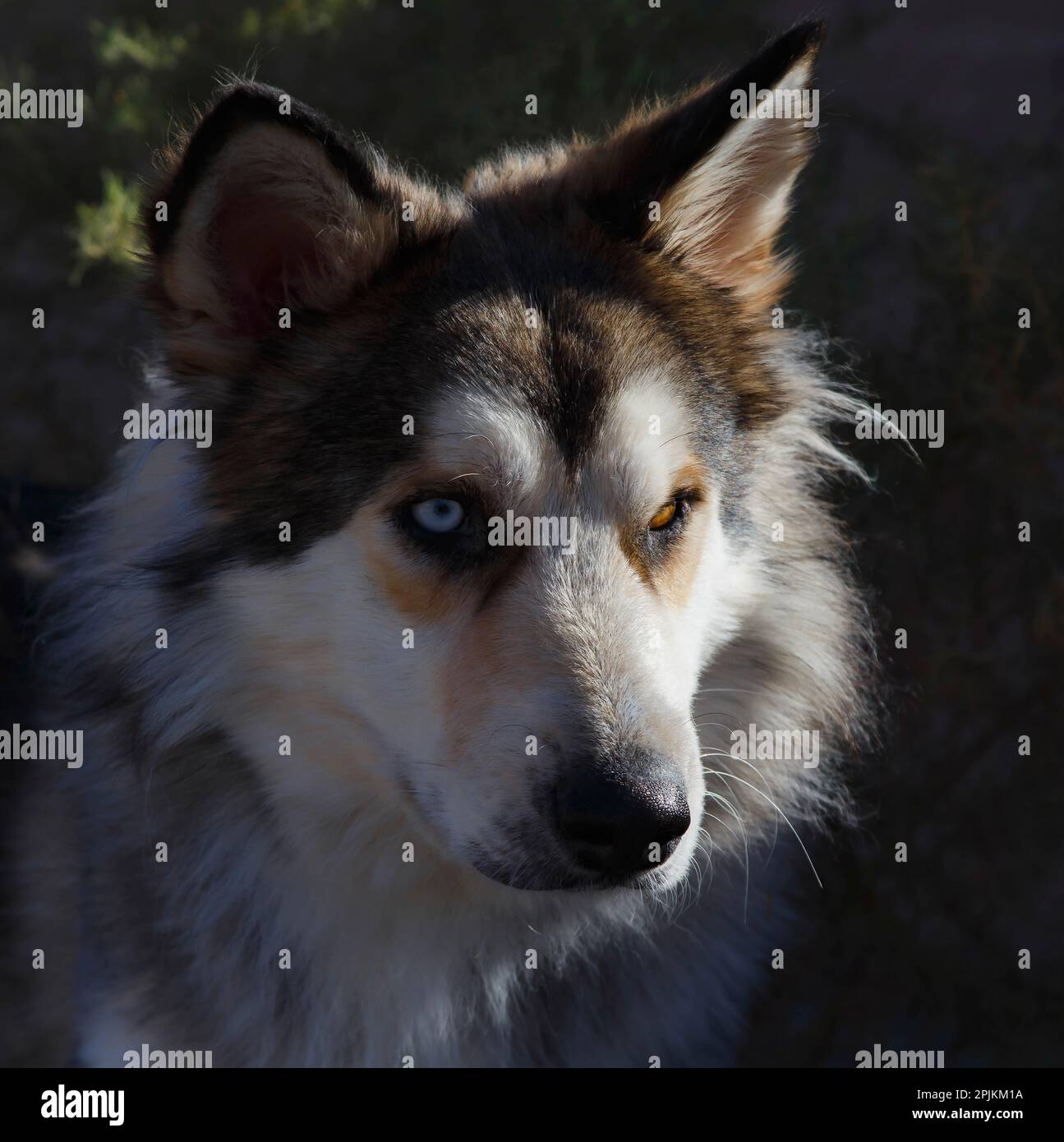 Ritratto del cane di salvataggio. Foto Stock