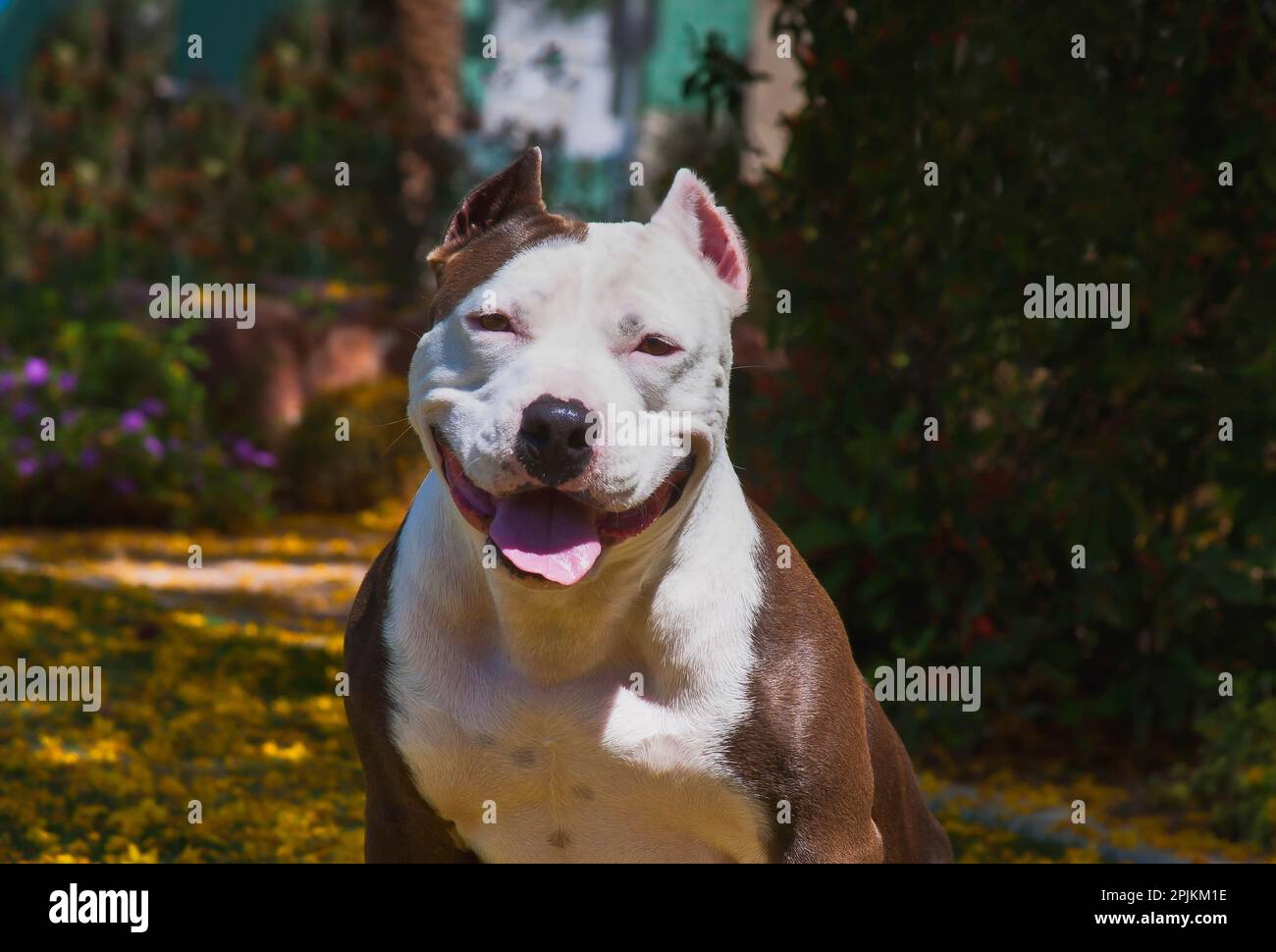 toro pitt americano Foto Stock