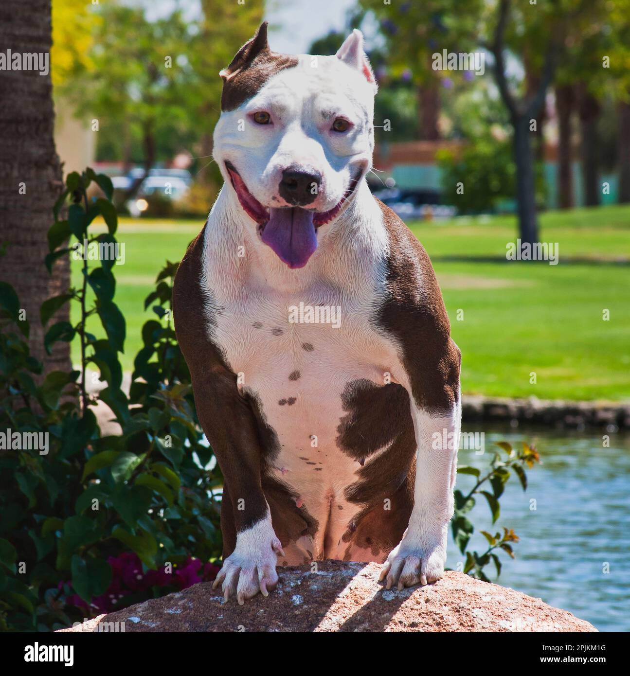 toro pitt americano Foto Stock