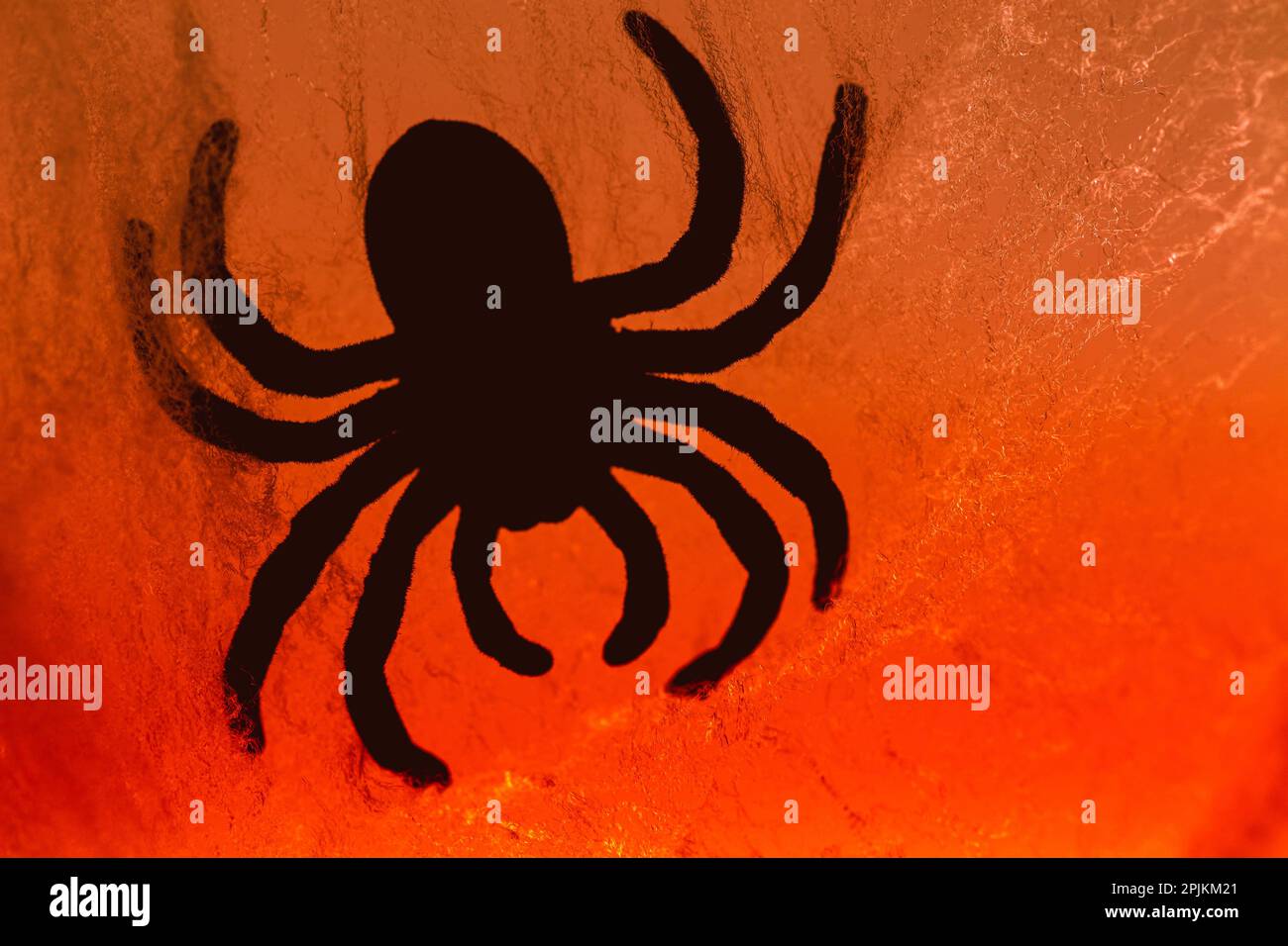 Ragno sul web Foto Stock