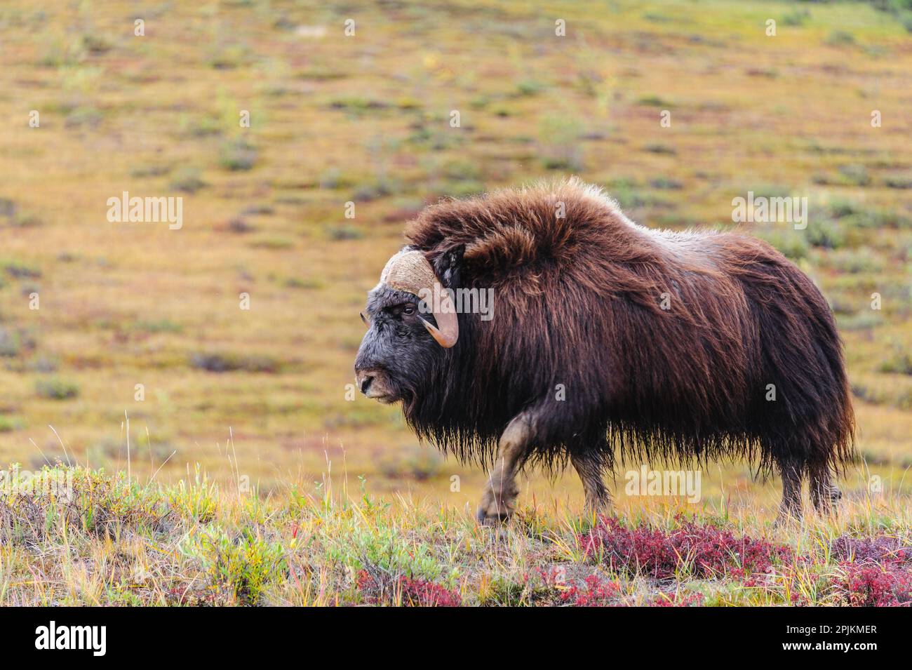 USA, Alaska, riserva nazionale di Noatak. Toro Muskox sulla tundra artica. Foto Stock