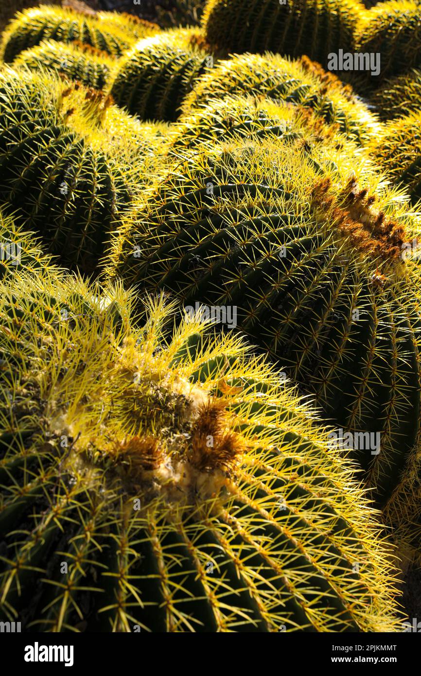 Apache Junction, Arizona, Stati Uniti. Cactus Foto Stock