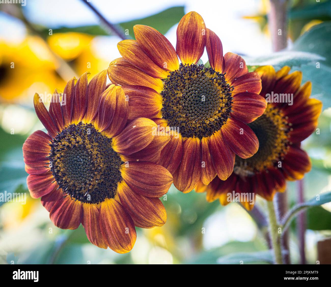 Trio di girasoli d'arancia gladens un giardino. Foto Stock