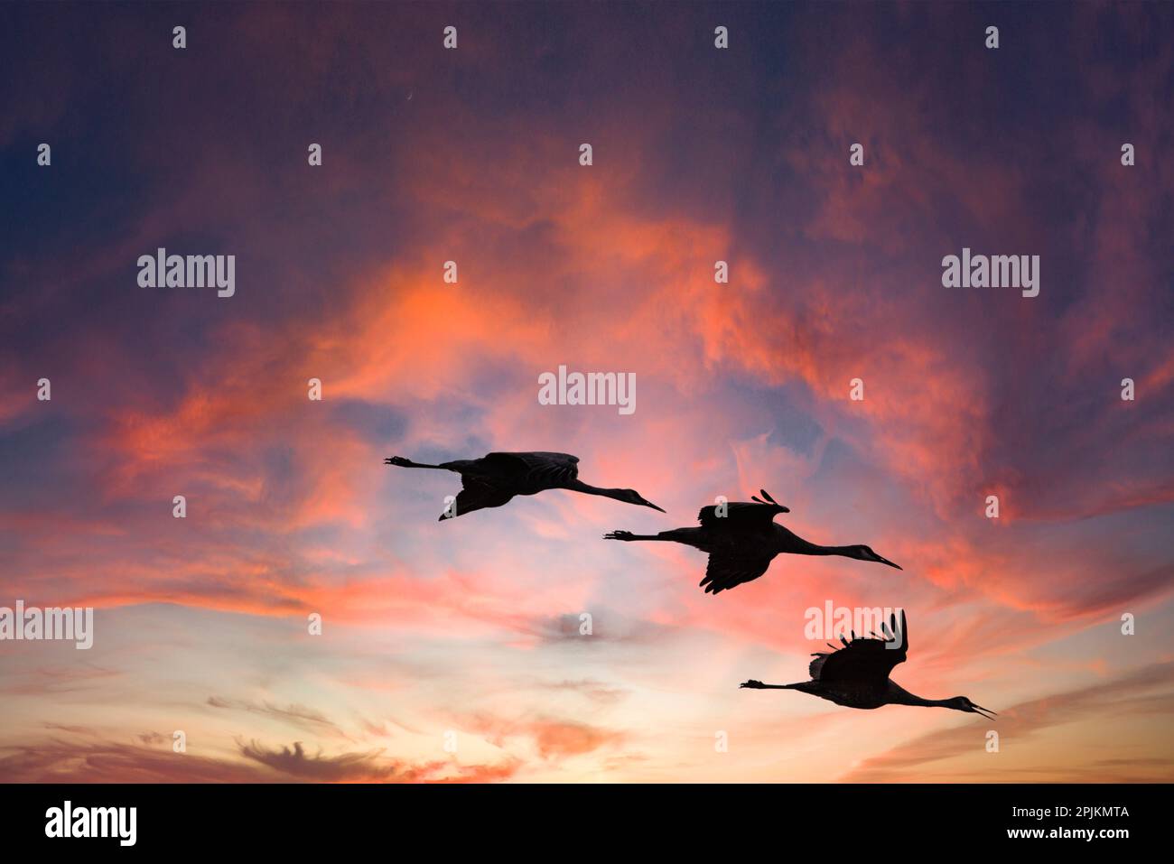 Trio di gru di sabbia che si depositano per la notte. Foto Stock