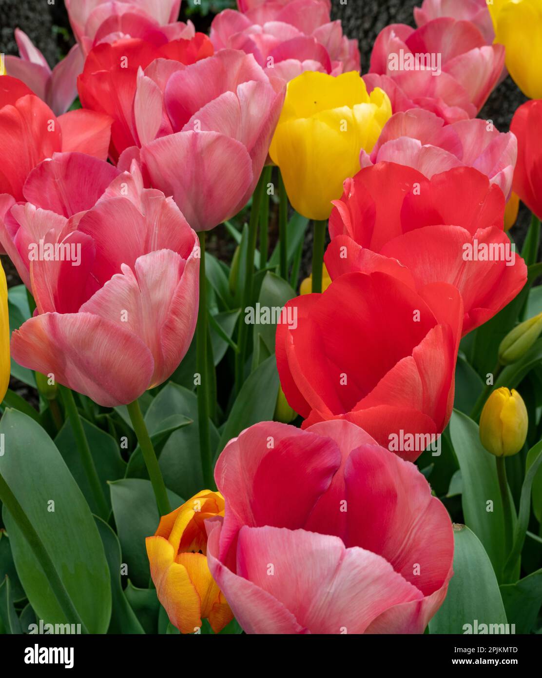 I tulipani luminosi riempiono un giardino in un'azienda vinicola locale. Foto Stock