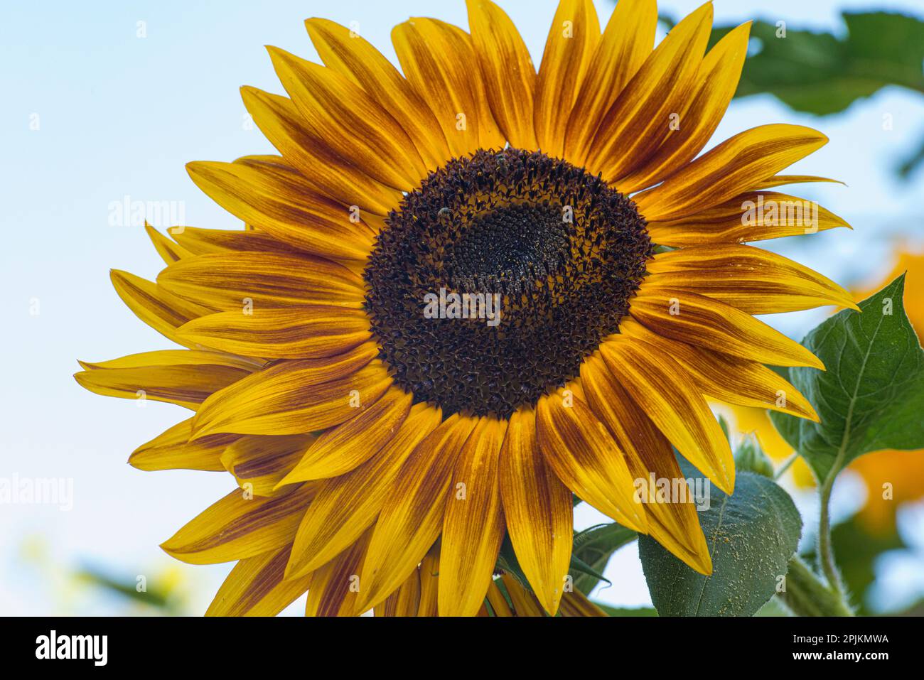 Girasole porta felicità. Foto Stock