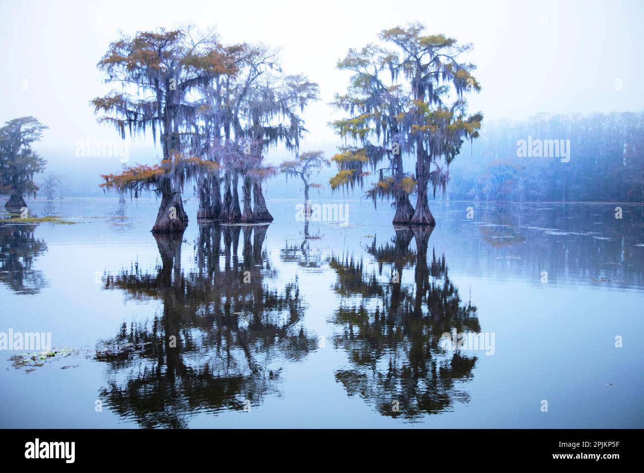 Lago Caddo mattina Foto Stock